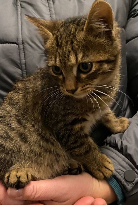 Віддамо в добрі руки котика