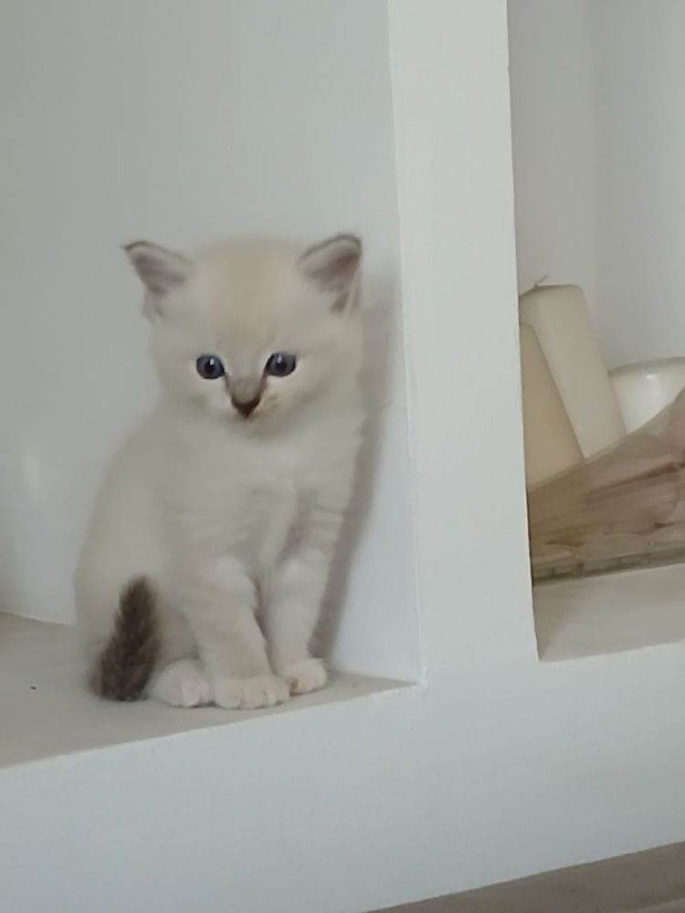Ragdoll śliczna kotka