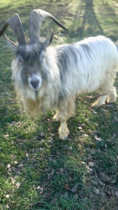 Продажа козочек/Обмен козликами.