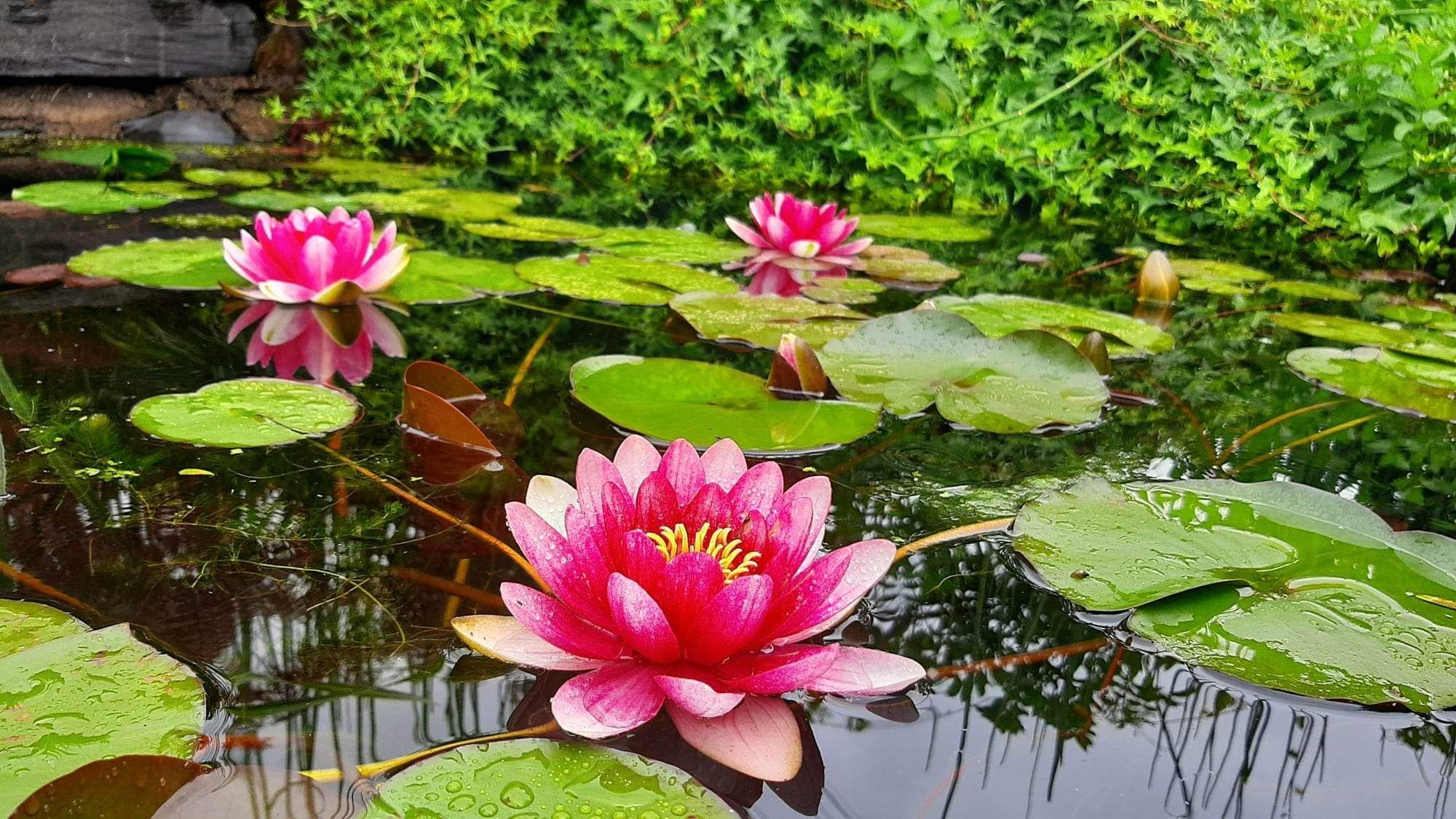 Plantas de lago Nenúfares