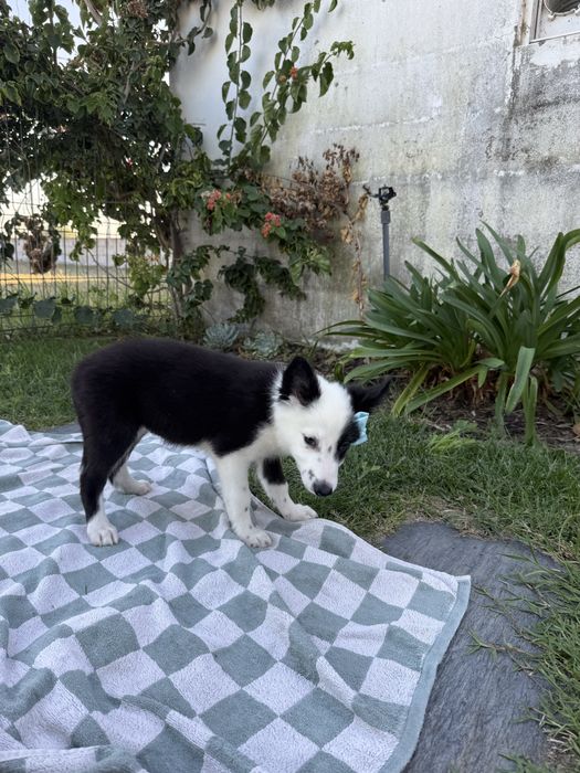 Border collie Preta e branca