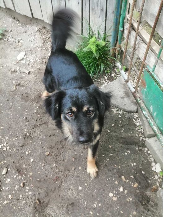 piesek mały spokojny do adopcji