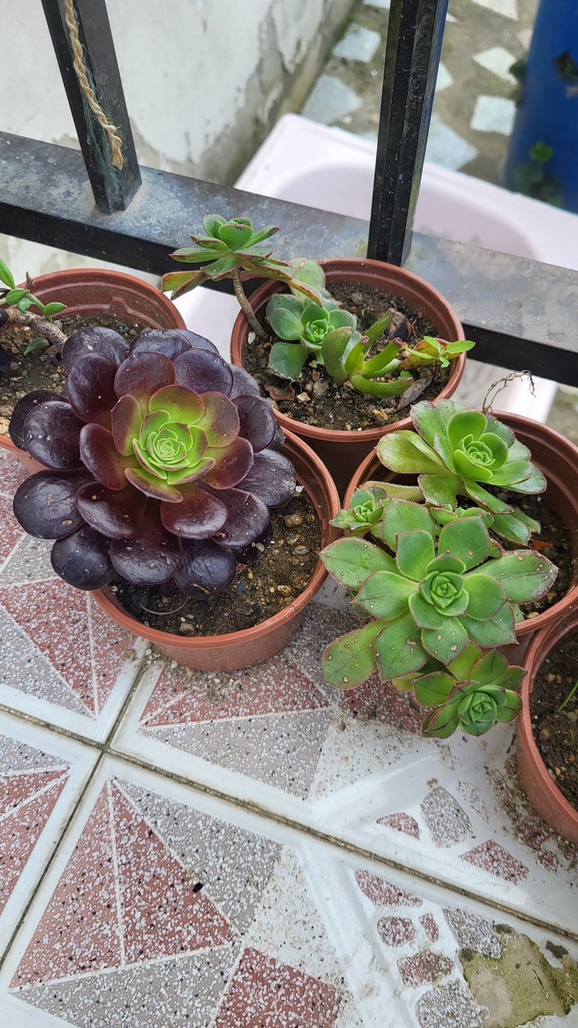 Produtos horticulos para venda