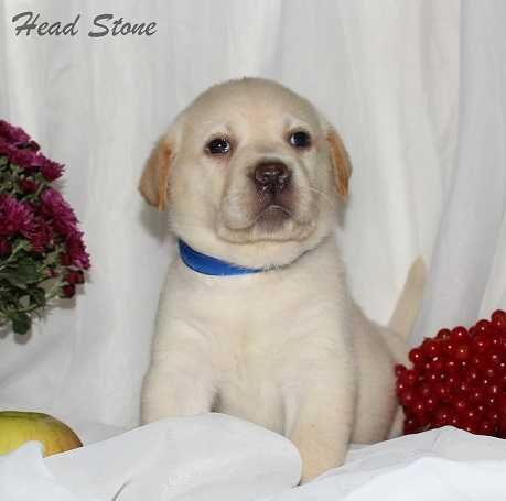 Лабрадор ретривер КСУ-FCI