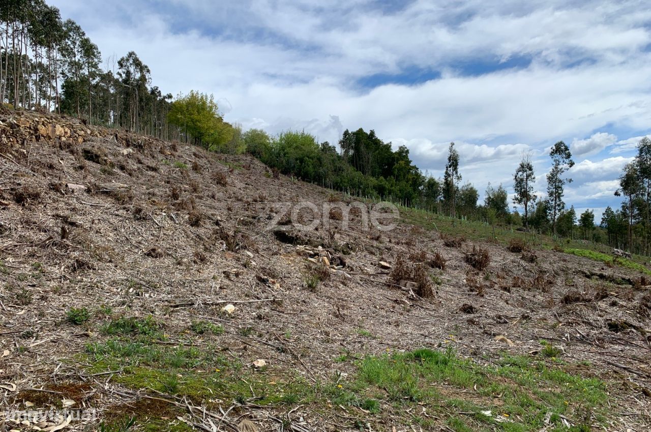 Terreno para exploração florestal e agrícola - Santa Justa, Valongo