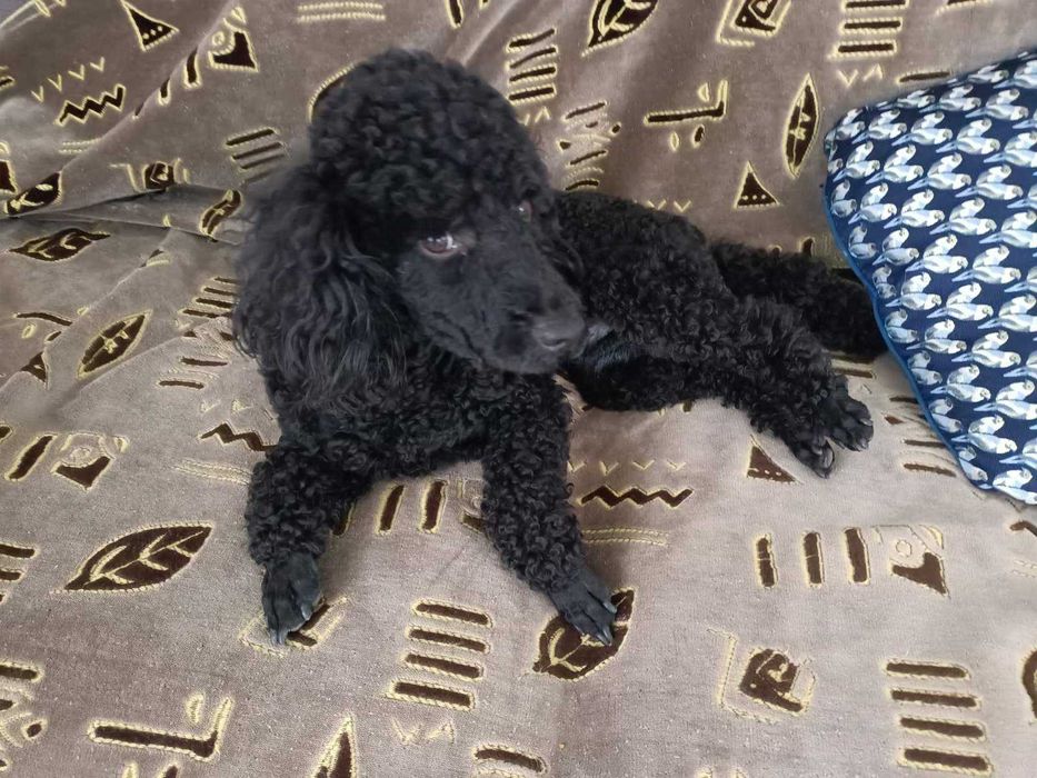 Чудовий хлопчик пудель