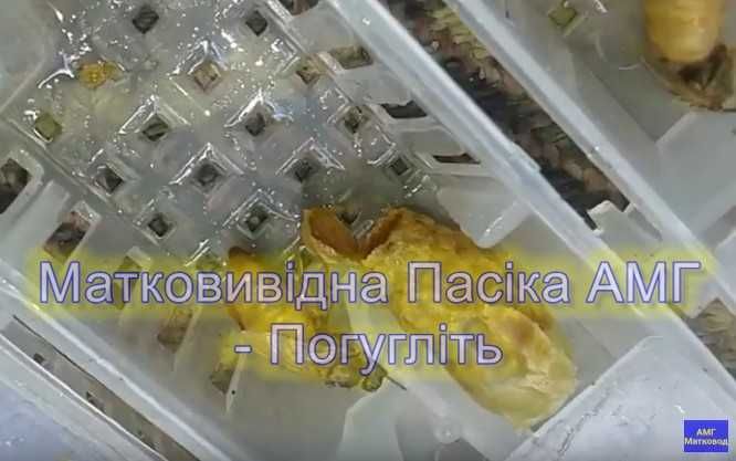 Бджоломатки в Наявності продам Матковивідна пасіка АМГ плідні неплідні