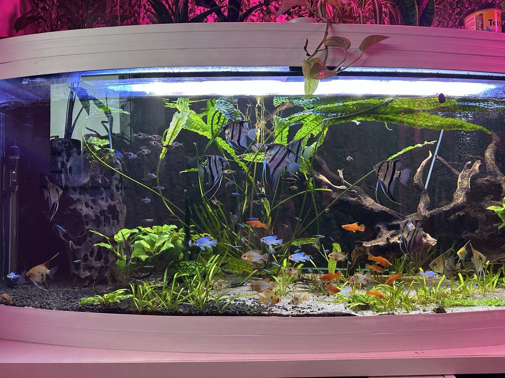 Akwarium 500 l z calym wyposażeniem