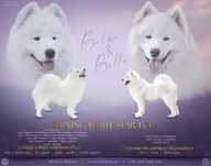Zapowiedź miotu Samoyed FCI  FCI SHINING WHITE STAR