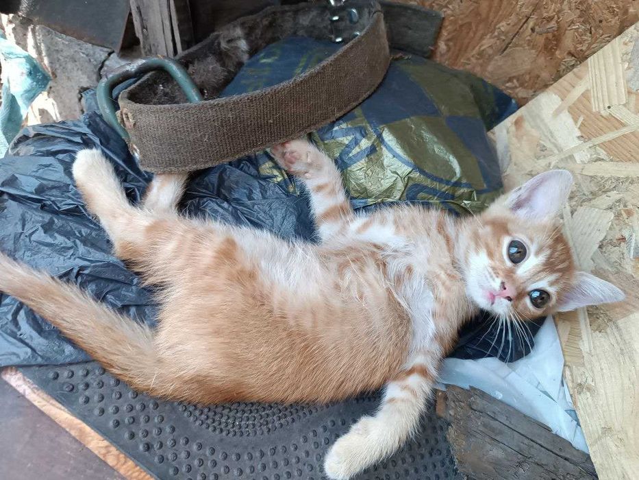 Віддам в добрі руки кошеня