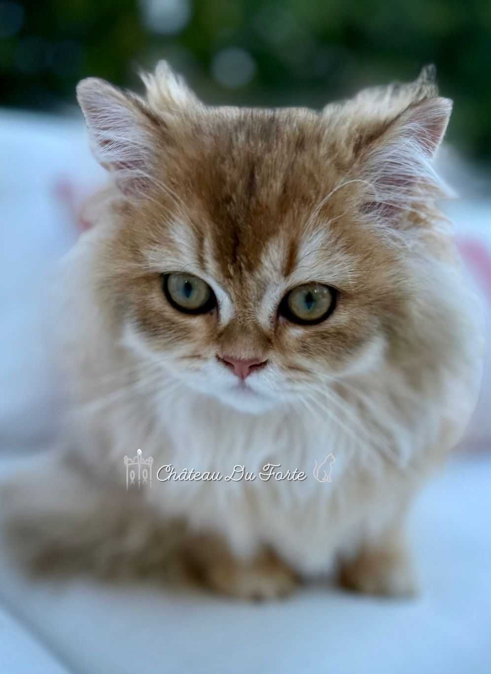 Macho British Longhair | Pedigree & LOP | Companhia