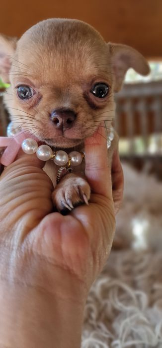 Chihuahua  piekna malutka dziewczynka