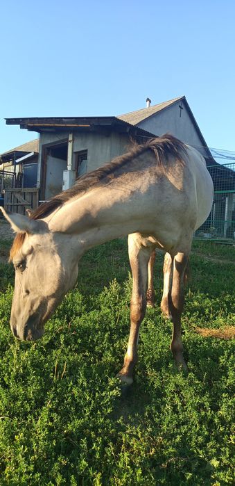 ogierek konik polski