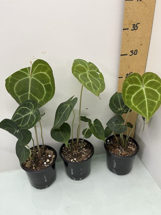 Антуріум Queen of heart  Luxurians Clarinervium Warocqueanum