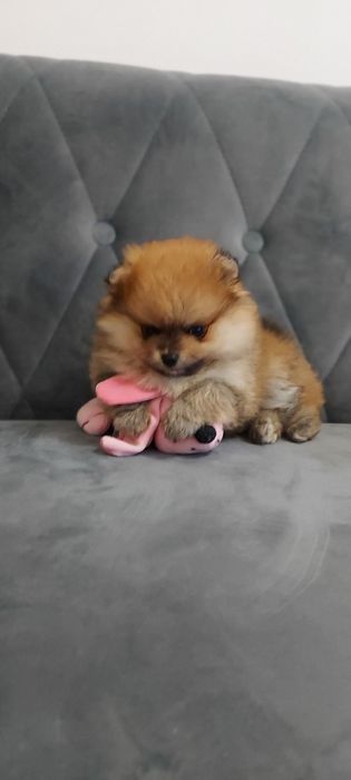 Piękna suczka Pomeranian