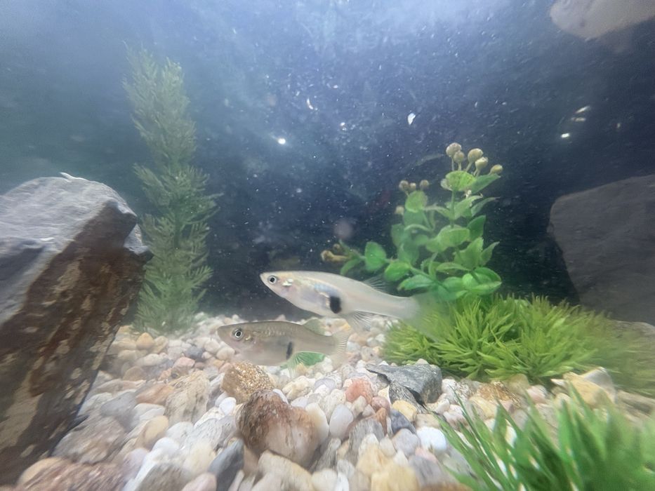 Peixe mosquito (Gambusia affinis)