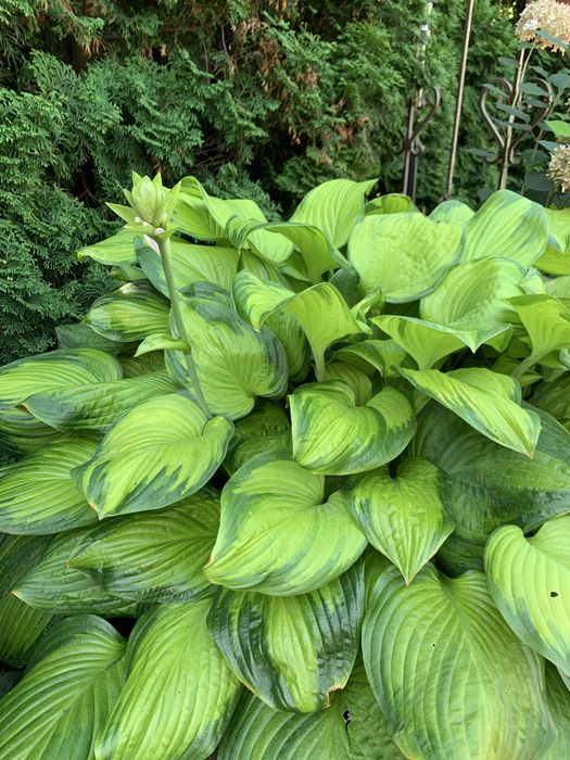 Хости зі свого саду