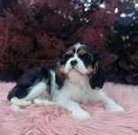 Cavalier King Charles Spaniel FCI/ZKwP suczka
