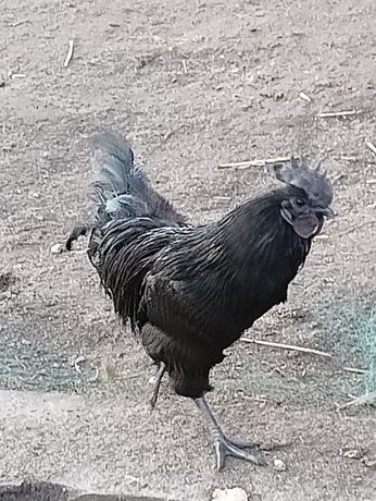 Kogut Ayam Cemani