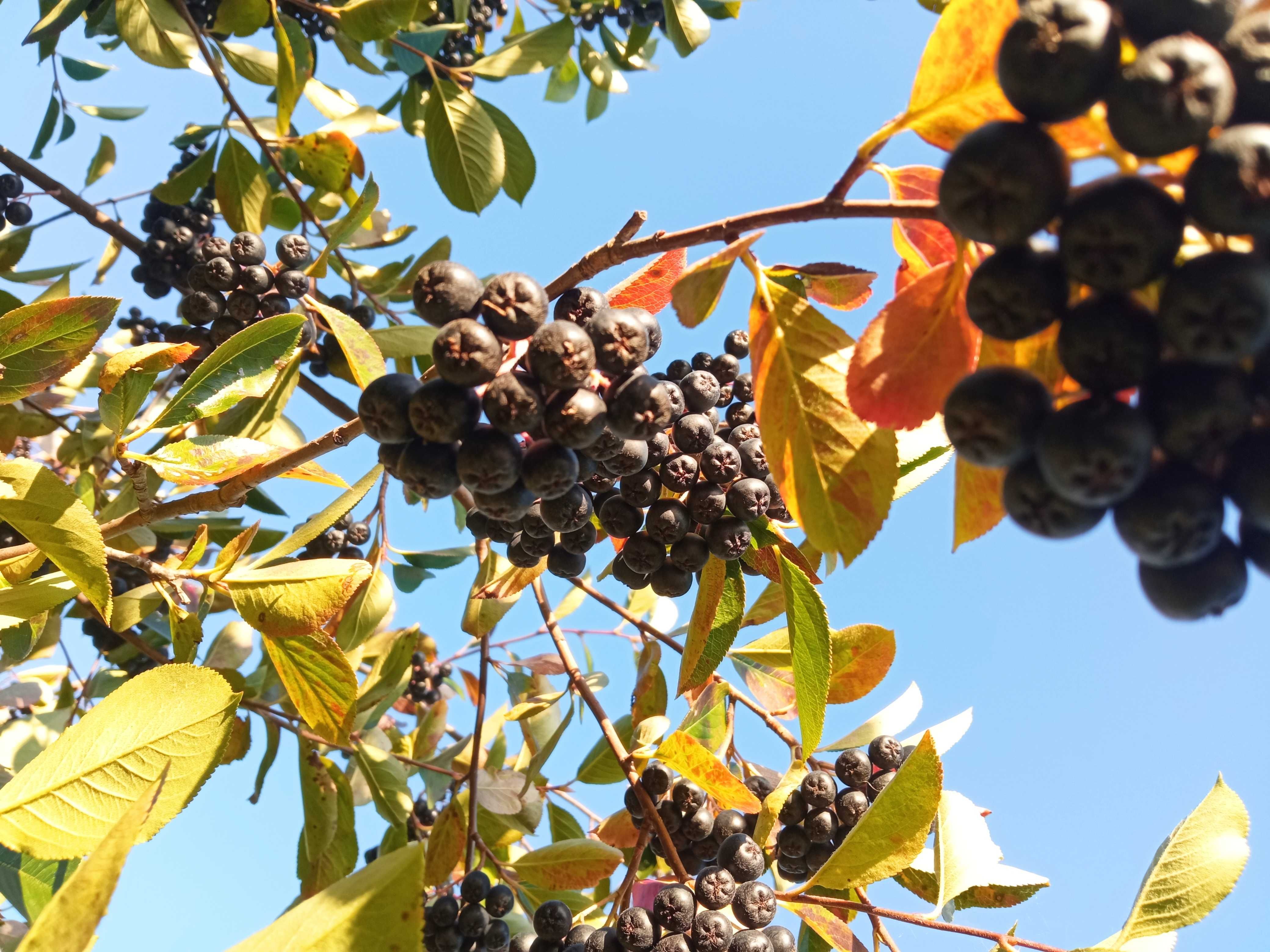 Aronia Darmowa Dostawa Polski SUPERFOOD Idealna na soki przetwory