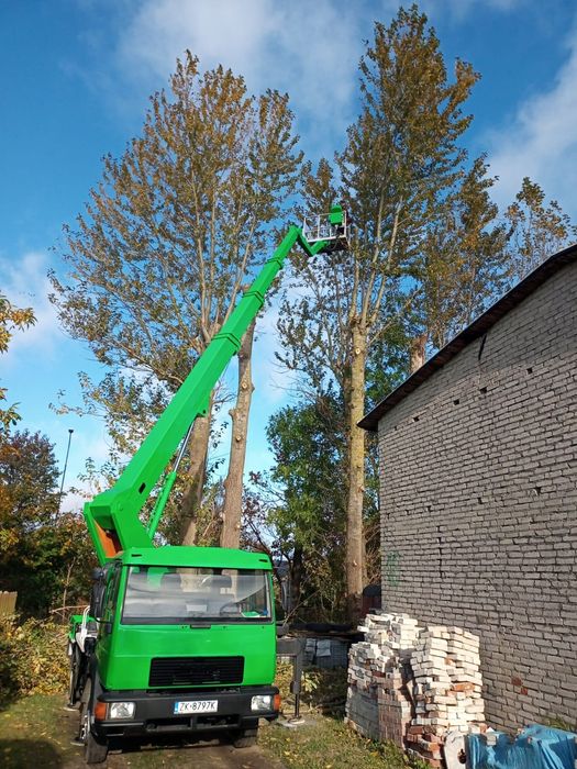 Wycinka drzew przycinanie wywóz gałęzi Rębak karczowanie terenów