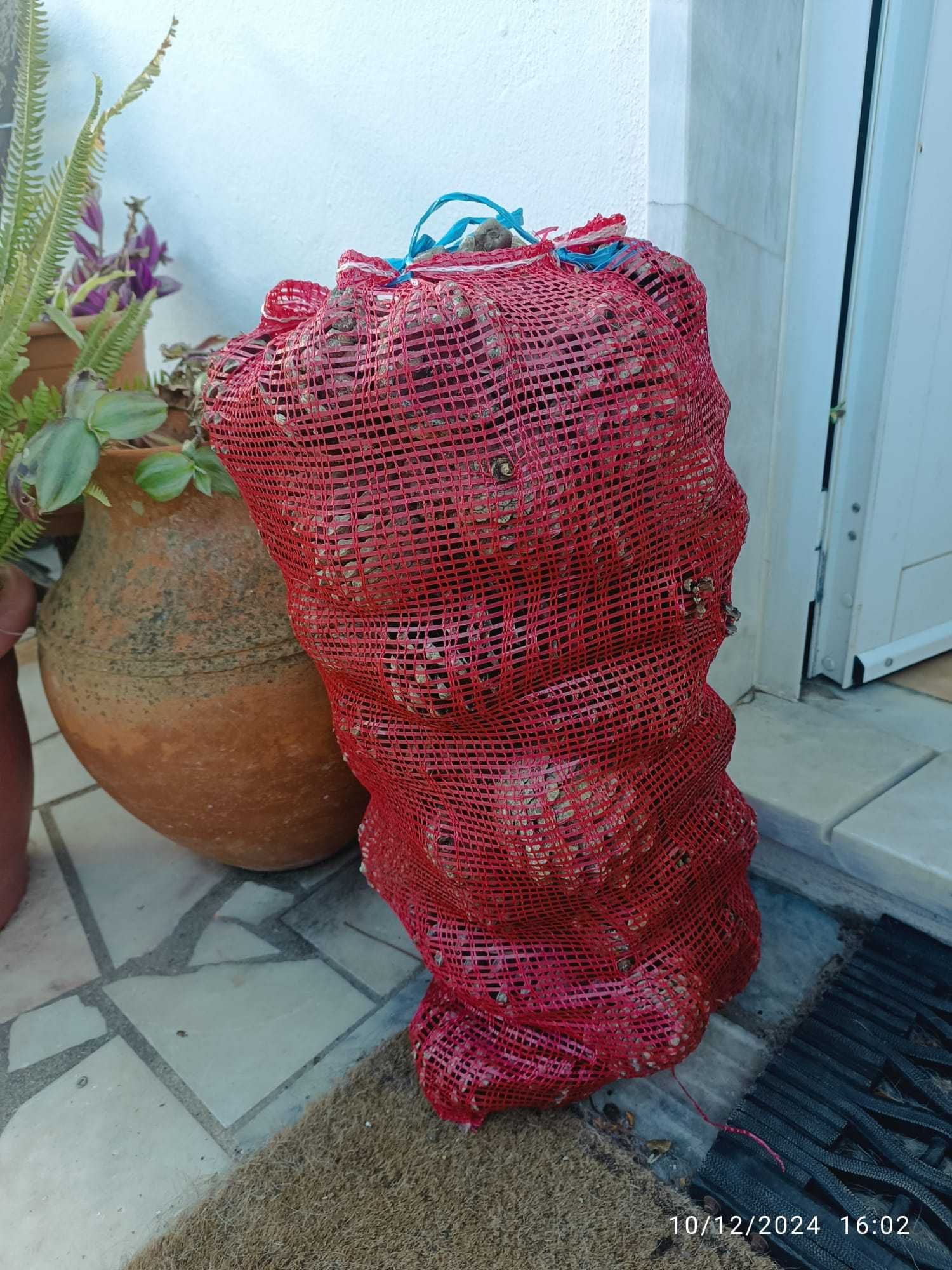 Pinha Seca para Lareira