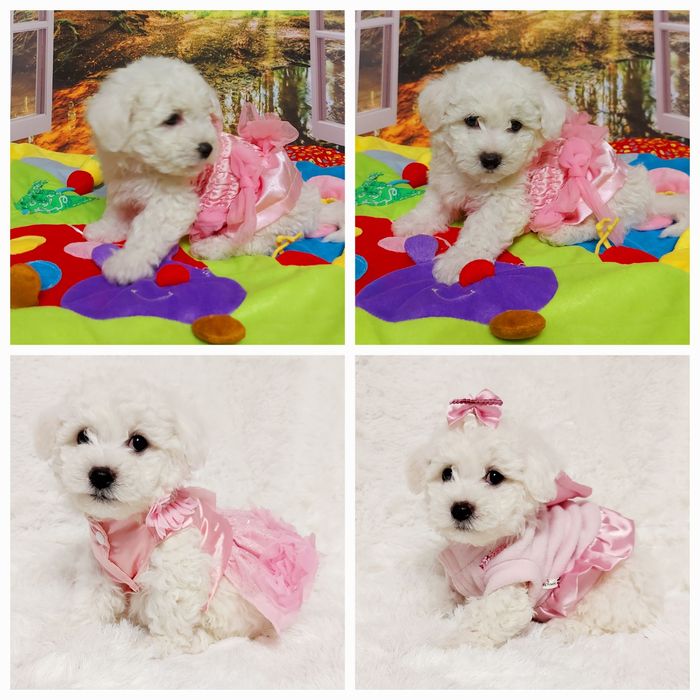 Bichon frise prześliczny piesek z rodowodem