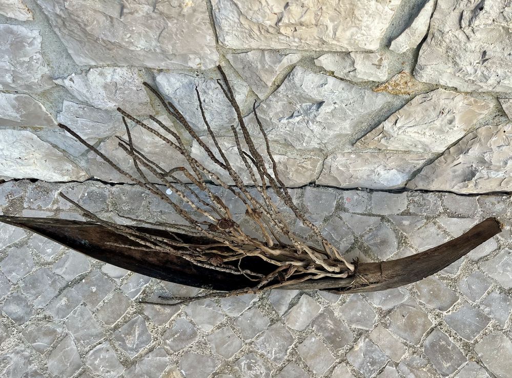 Tronco de coqueiro para decoracao de aquario grande