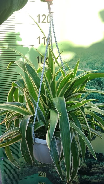 Хлорофитум в кашпо 4 литра