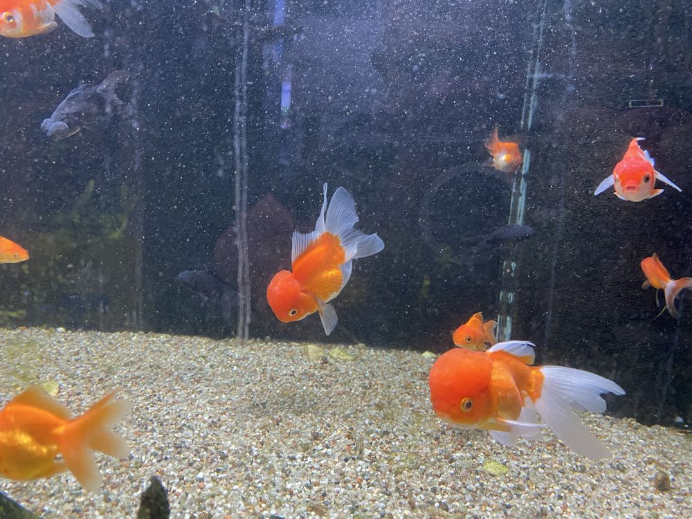 Welony Oranda, oraz teleskop, zimnowodne, do oczek wodnych i akwarium