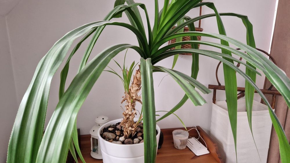 Palma duża 30-letnia pandan