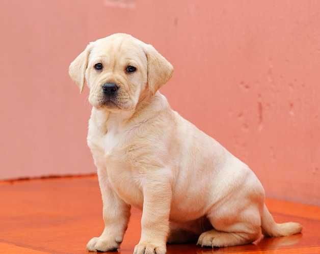 Продаются щенки лабрадора-ретривера с документами