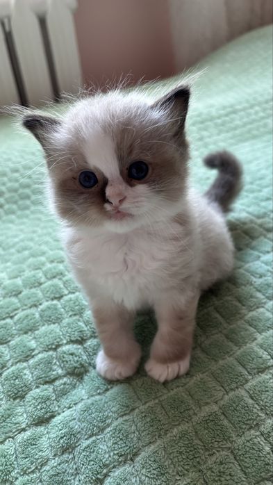 kocięta ragdoll SMK Jedynka/FPL/FIFe