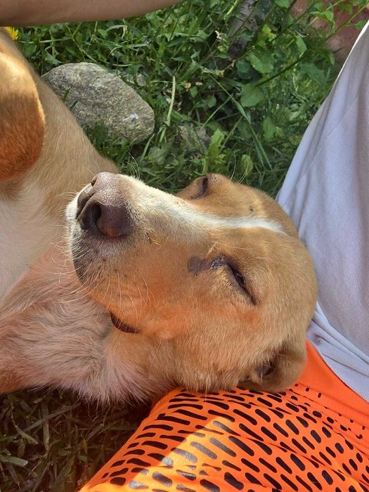 LEJLA 1,5 roczna drobna 8 kg  sunia znaleziona na ulicy w Bułgarii