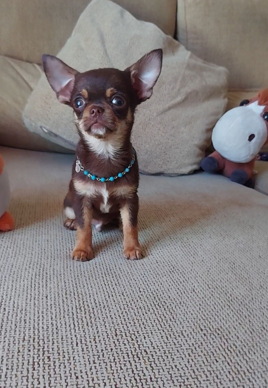Chihuahua Com LOP (Pedigree) Macho