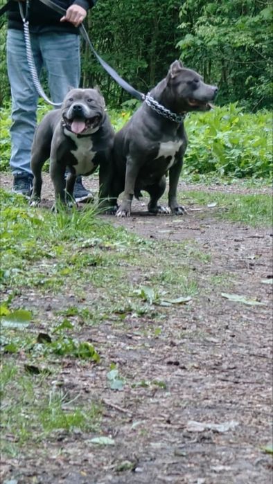 American Bully Standard
