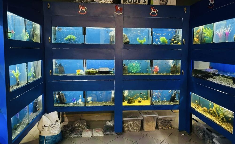 regał akwarystyczny wraz z akwariami oraz całym asortymentem