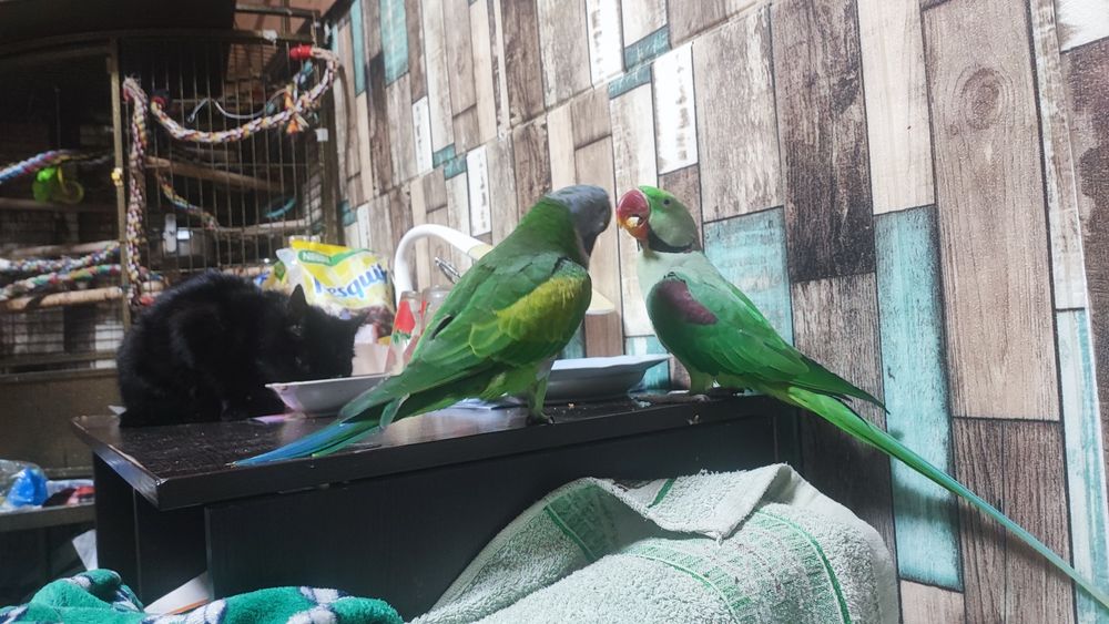 Пір'я,перья Папуги для декору (Китайський кільчастий папуга і  олексан