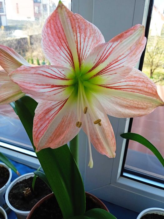 Амариліс, гіпеаструм білий в полоску