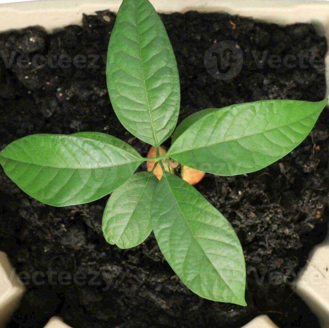 Abacateiro jovem 2,10m - 25 cm