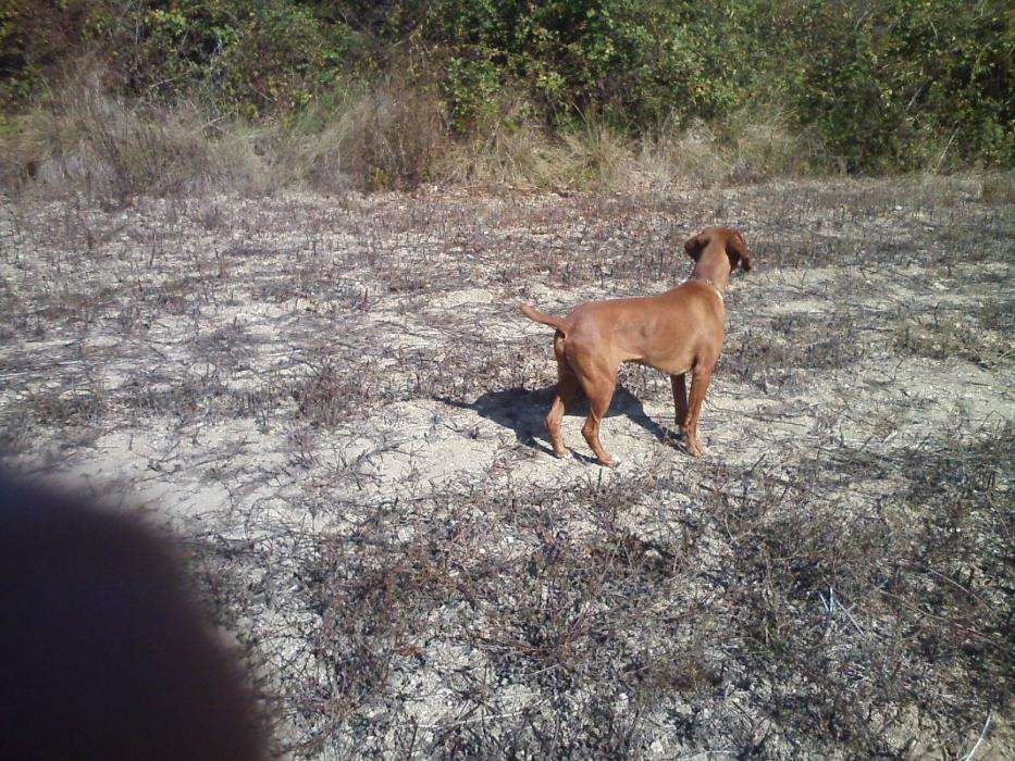 HOTEL Canino, Pet Sitting, Apoio domiciliário, para o seu amigo