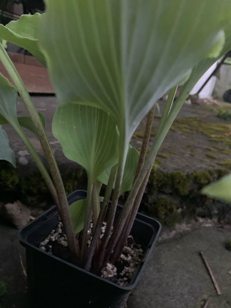 Funkia hosta Marylin Monroe
