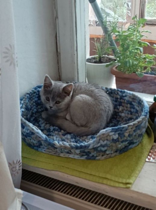 Лежанка для котика