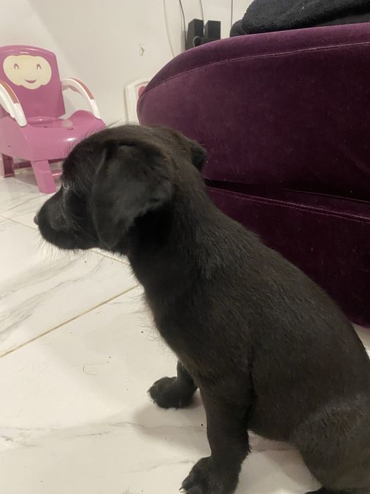 Cachorrinha para adoção