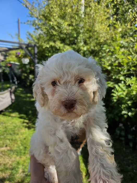 Lagotto romagnolo po pracujących  rodzicach