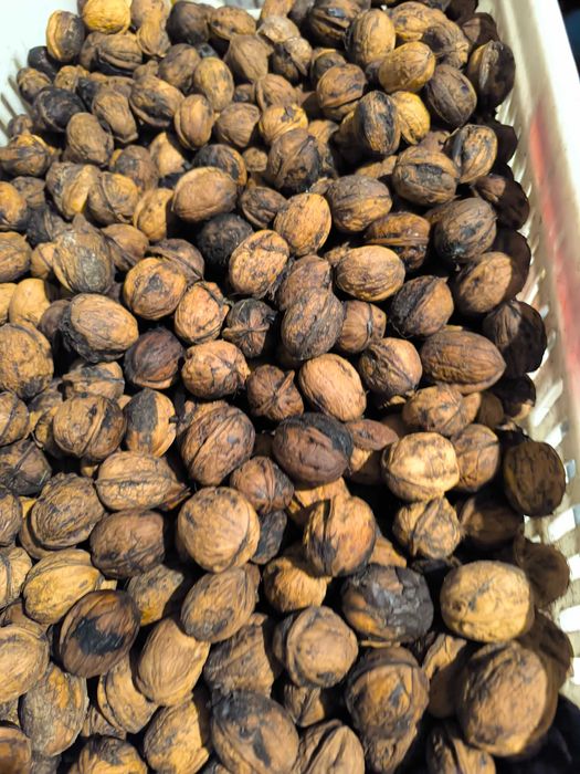 Orzechy włoskie świeże 2025