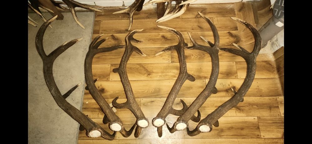 Poroża jelenia zrzuty