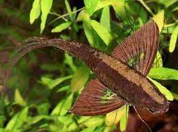 GB Motylowiec, ryba motyl (Pantodon buchholzi)