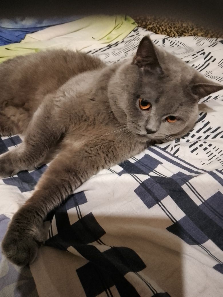 Котик британець в добрі руки