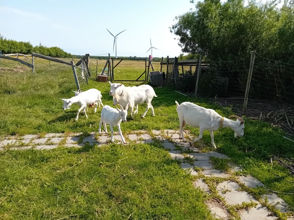 Sprzedam koziołka